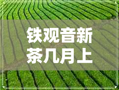 铁观音新茶几月上市