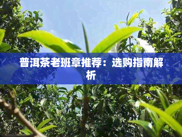 普洱茶老班章推荐：选购指南解析