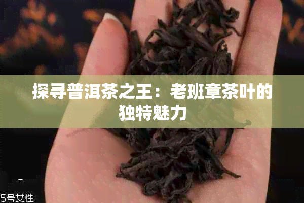 探寻普洱茶之王：老班章茶叶的独特魅力