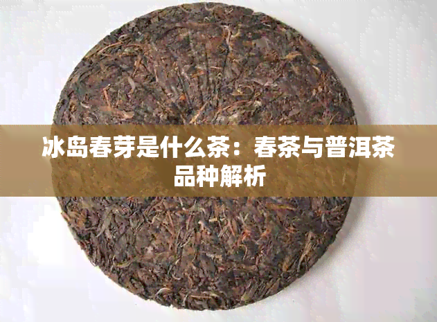 冰岛春芽是什么茶：春茶与普洱茶品种解析