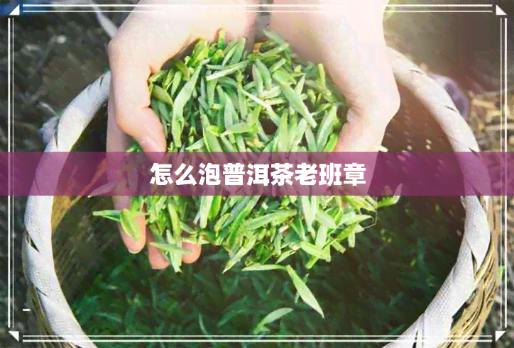 怎么泡普洱茶老班章