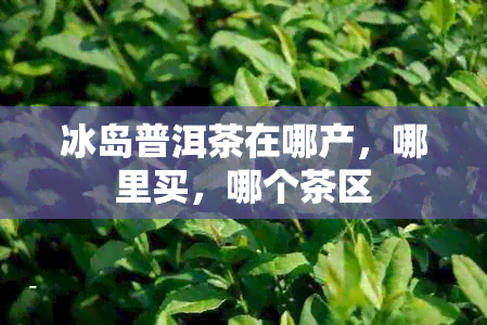 冰岛普洱茶在哪产，哪里买，哪个茶区