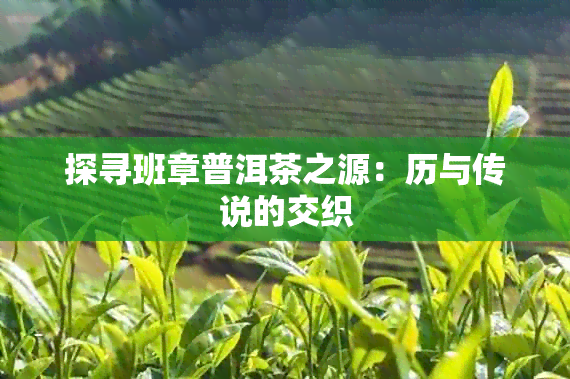 探寻班章普洱茶之源：历与传说的交织