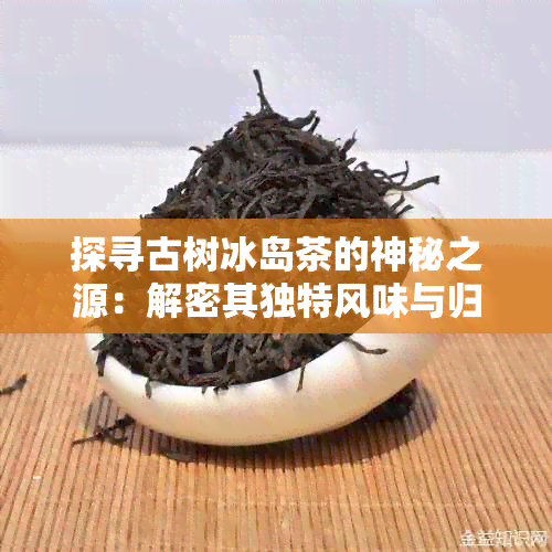 探寻古树冰岛茶的神秘之源：解密其独特风味与归属