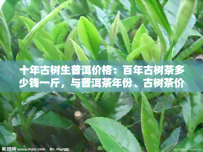 十年古树生普洱价格：百年古树茶多少钱一斤，与普洱茶年份、古树茶价值解析