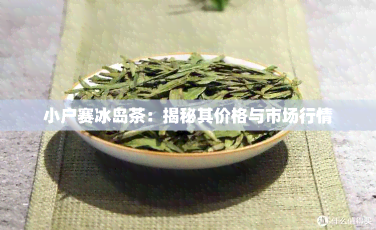 小户赛冰岛茶：揭秘其价格与市场行情