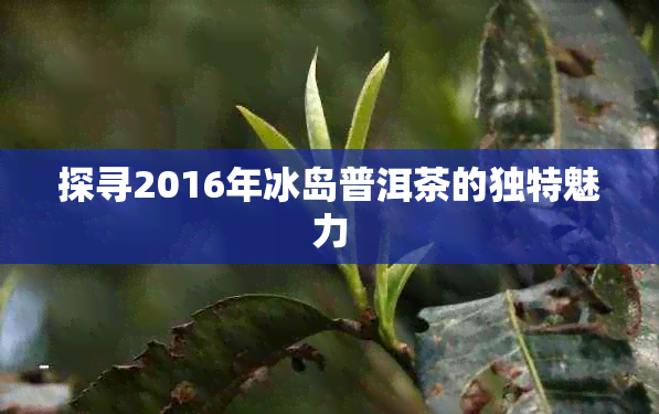 探寻2016年冰岛普洱茶的独特魅力