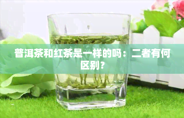 普洱茶和红茶是一样的吗：二者有何区别？