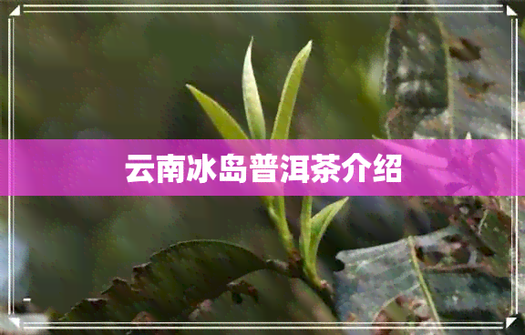 云南冰岛普洱茶介绍