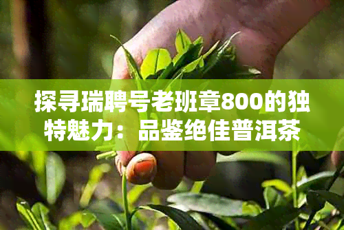 探寻瑞聘号老班章800的独特魅力：品鉴绝佳普洱茶