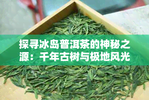 探寻冰岛普洱茶的神秘之源：千年古树与极地风光的交融之美