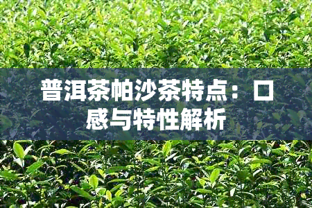 普洱茶帕沙茶特点：口感与特性解析