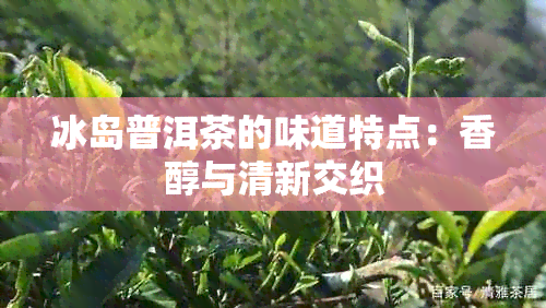 冰岛普洱茶的味道特点：香醇与清新交织