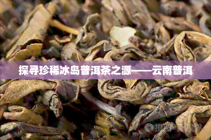 探寻珍稀冰岛普洱茶之源——云南普洱