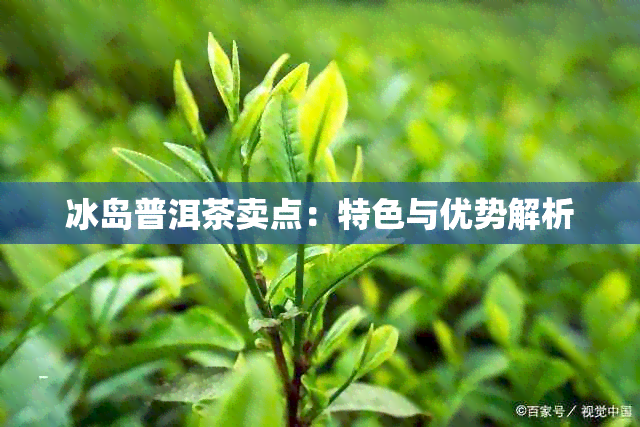 冰岛普洱茶卖点：特色与优势解析