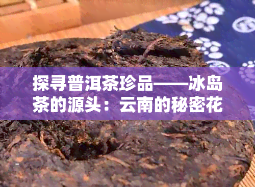 探寻普洱茶珍品——冰岛茶的源头：云南的秘密花园