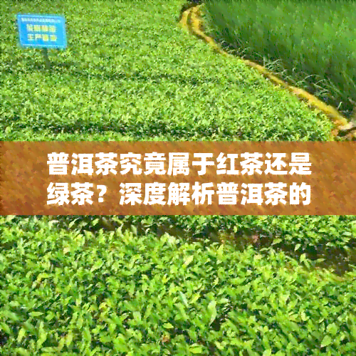 普洱茶究竟属于红茶还是绿茶？深度解析普洱茶的类型之谜