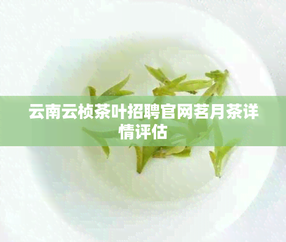 云南云桢茶叶招聘官网茗月茶详情评估