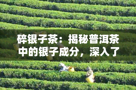 碎银子茶：揭秘普洱茶中的银子成分，深入了解普洱茶的世界