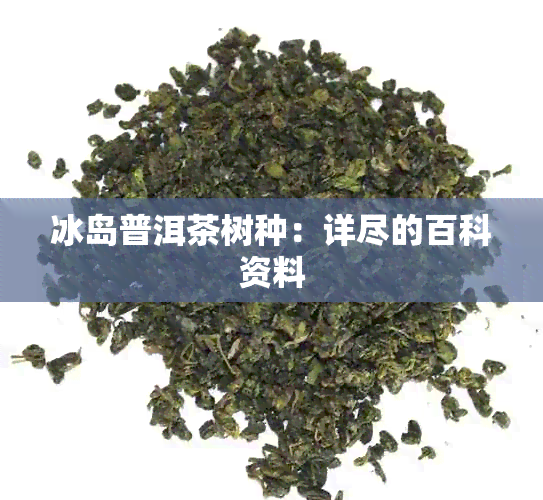 冰岛普洱茶树种：详尽的百科资料