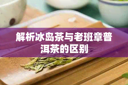 解析冰岛茶与老班章普洱茶的区别