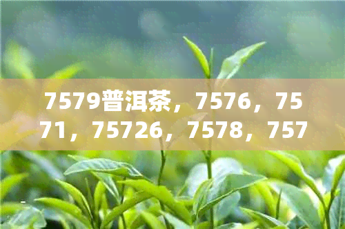 7579普洱茶，7576，7571，75726，7578，7574