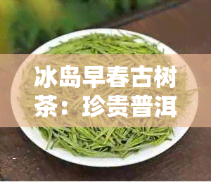 冰岛早春古树茶：珍贵普洱茶，图片及价格一览无余，独家销售