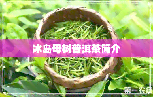 冰岛母树普洱茶简介