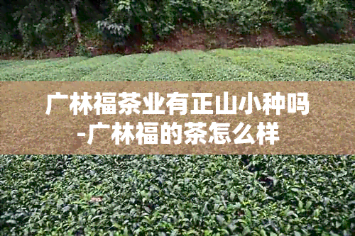 广林福茶业有正山小种吗-广林福的茶怎么样