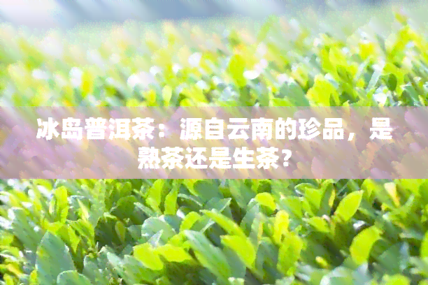 冰岛普洱茶：源自云南的珍品，是熟茶还是生茶？