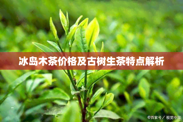 冰岛木茶价格及古树生茶特点解析