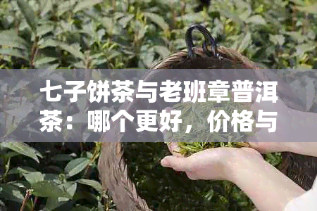 七子饼茶与老班章普洱茶：哪个更好，价格与区别比较