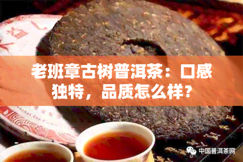 老班章古树普洱茶：口感独特，品质怎么样？