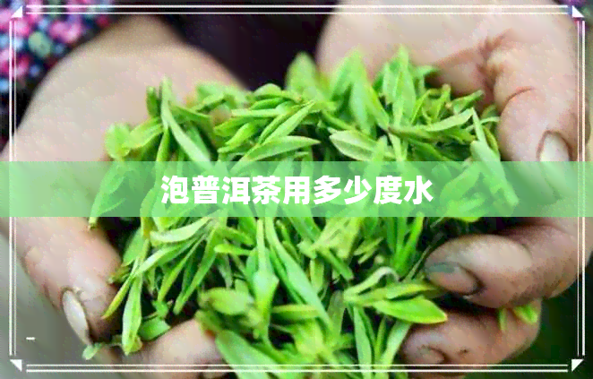 泡普洱茶用多少度水