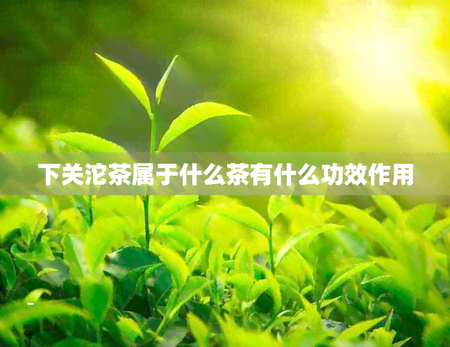 下关沱茶属于什么茶有什么功效作用