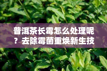 普洱茶长霉怎么处理呢？去除霉菌重焕新生技巧详解