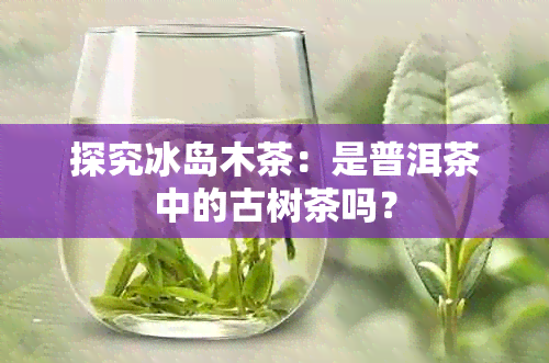 探究冰岛木茶：是普洱茶中的古树茶吗？