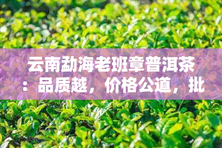 云南勐海老班章普洱茶：品质越，价格公道，批发采购优选