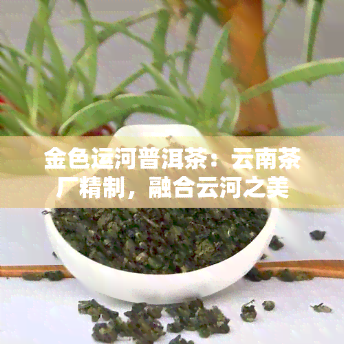 金色运河普洱茶：云南茶厂精制，融合云河之美