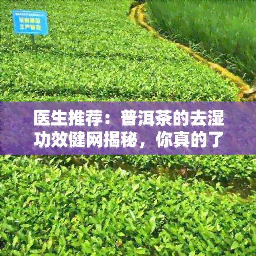 医生推荐：普洱茶的去湿功效健网揭秘，你真的了解普洱吗？