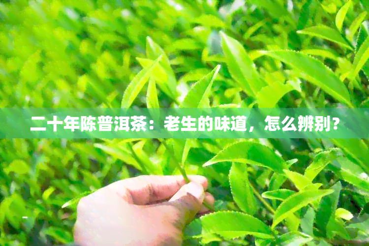 二十年陈普洱茶：老生的味道，怎么辨别？