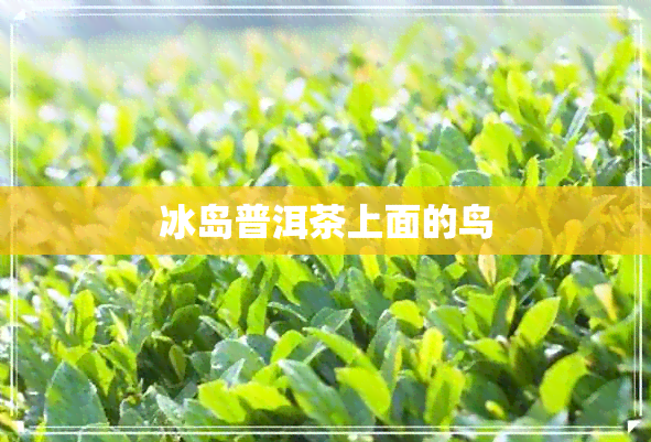 冰岛普洱茶上面的鸟