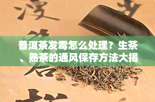 普洱茶发霉怎么处理？生茶、熟茶的通风保存方法大揭秘！