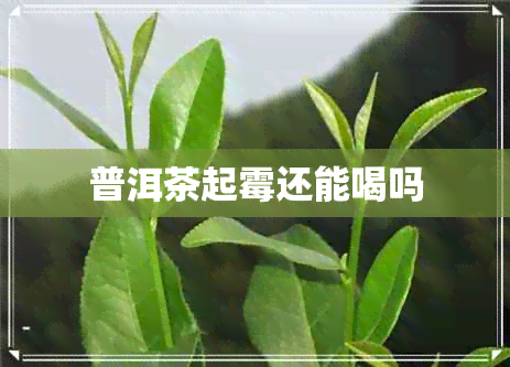 普洱茶起霉还能喝吗