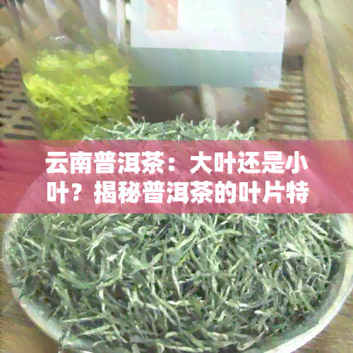 云南普洱茶：大叶还是小叶？揭秘普洱茶的叶片特点