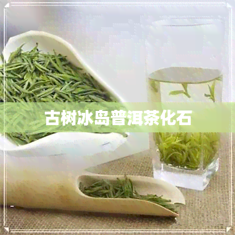 古树冰岛普洱茶化石