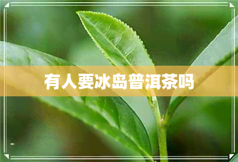 有人要冰岛普洱茶吗