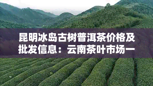 昆明冰岛古树普洱茶价格及批发信息：云南茶叶市场一斤多少钱？