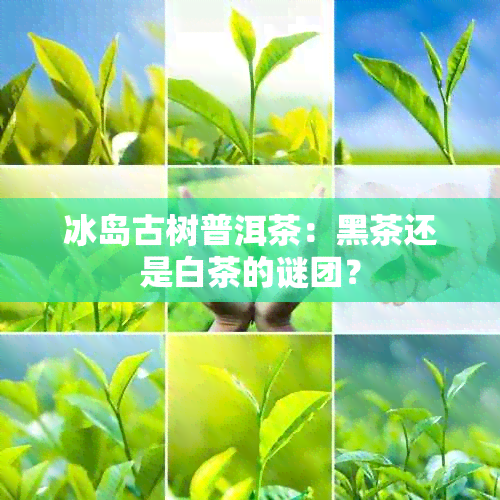 冰岛古树普洱茶：黑茶还是白茶的谜团？