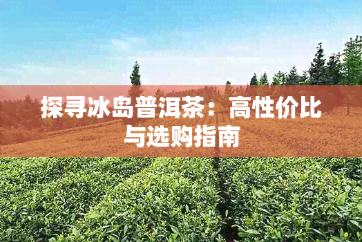 探寻冰岛普洱茶：高性价比与选购指南